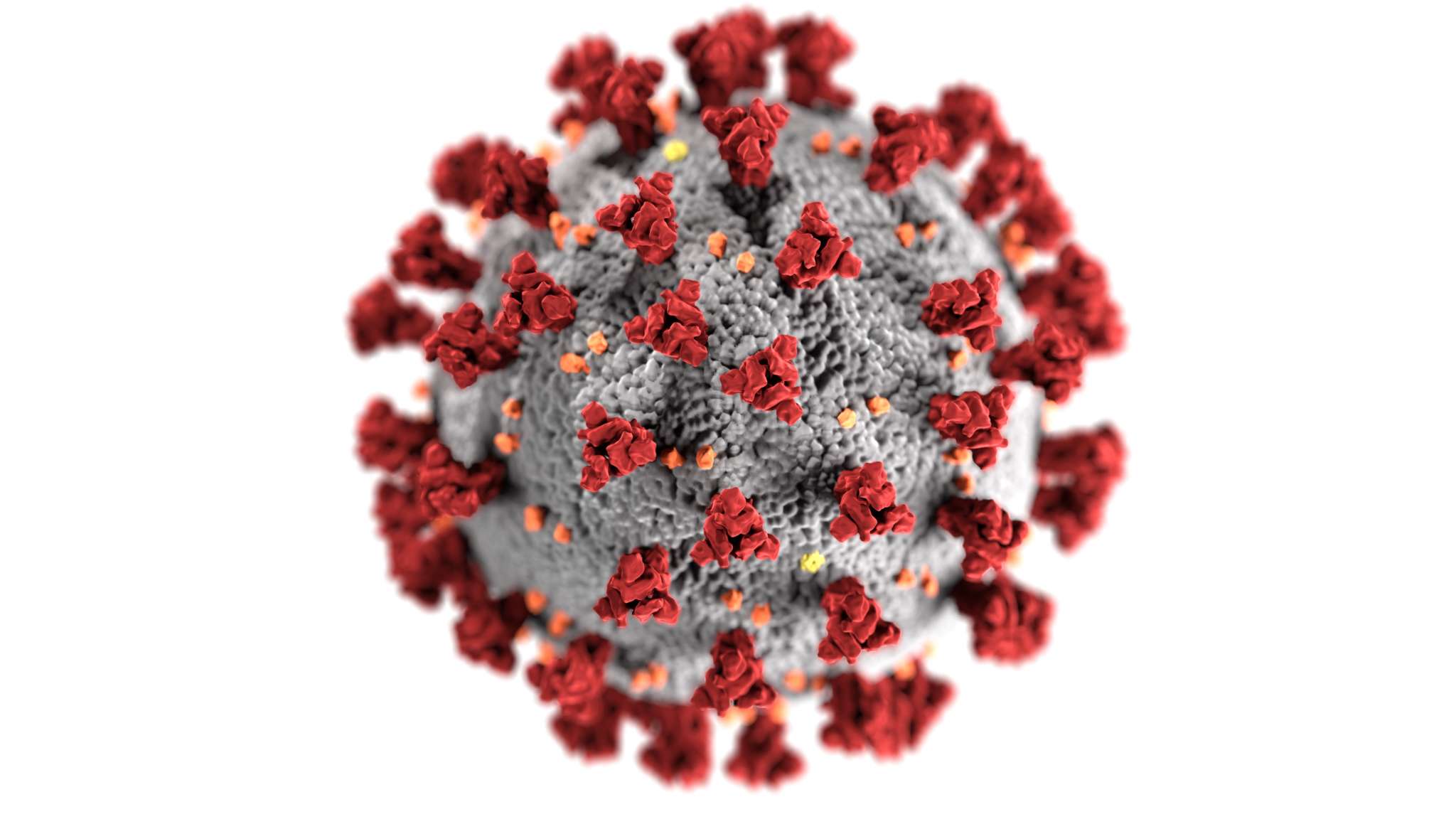 Rechtenvrije afbeelding van Covid 19 virus door CDC op Unsplash.